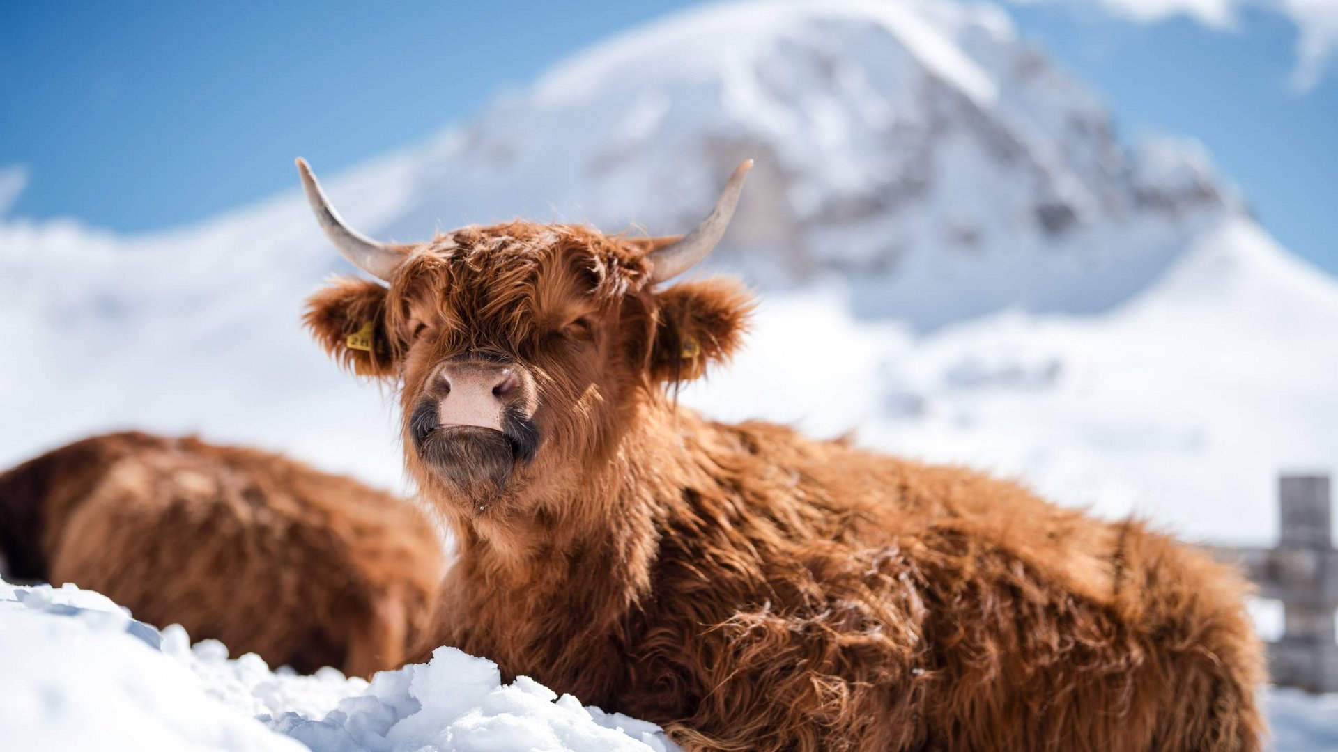 Unsere Yak-Zucht im Trentino